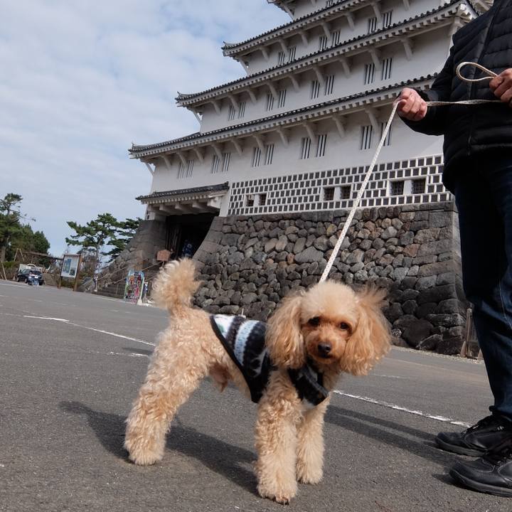 4e11c3ea 400e 43cc a553 6b1ee44d19d4