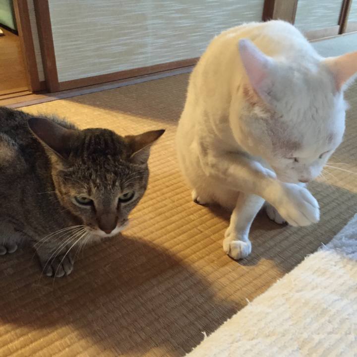 4e1e5b70 b30d 481e b420 a6c0e2433069