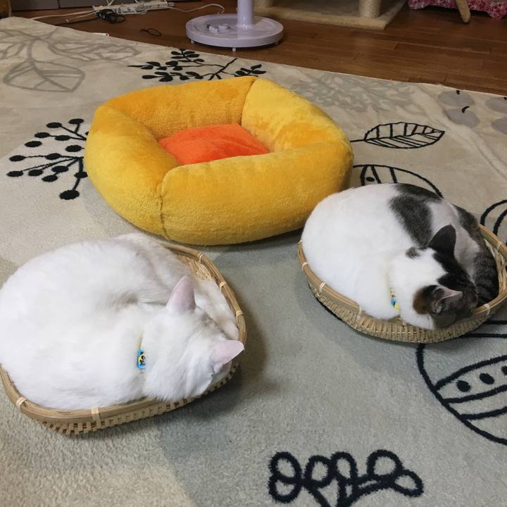 4e1fa9b5 150b 4058 bf9f 08801804f541