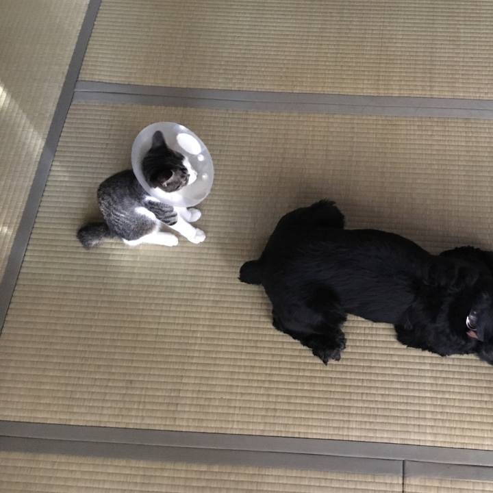 4e20c982 0d4b 4e44 82af 2037e45f28cb