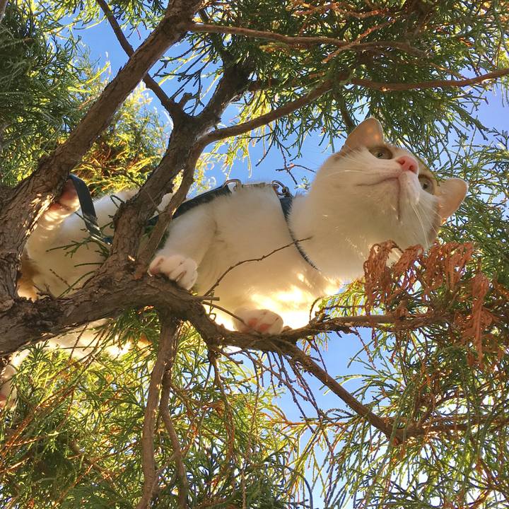 4e262699 aca0 49fd b2cd 79ca37598a16