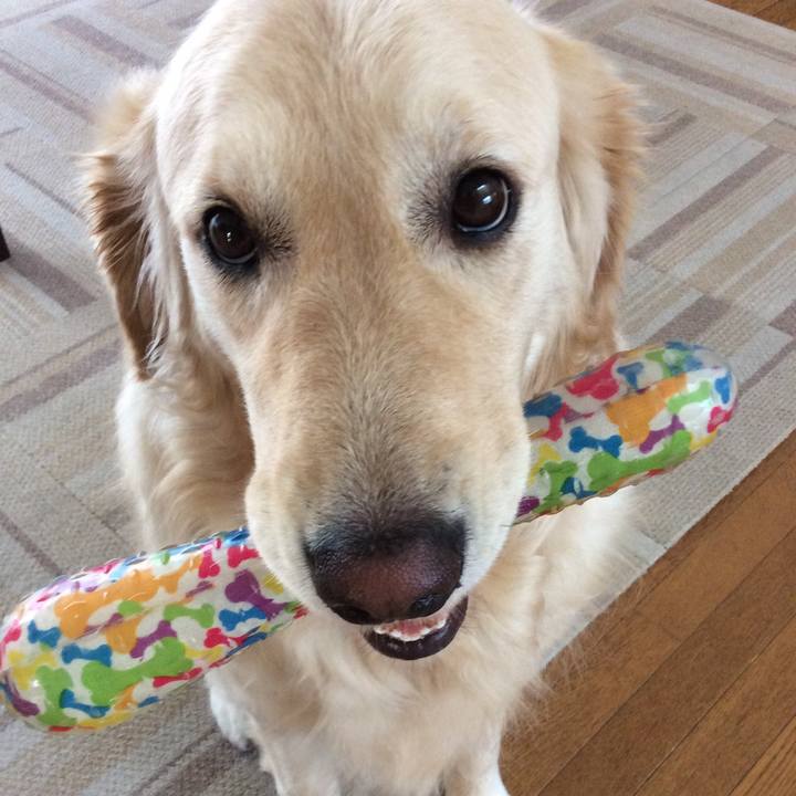 4e26c7c3 17e6 4ca5 8379 54d29cfe2433