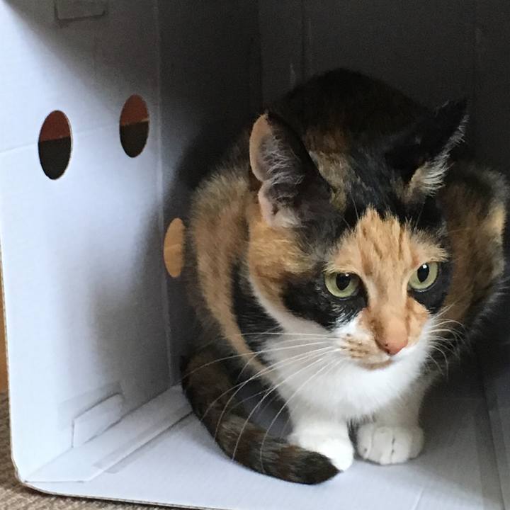 4e2e9509 4d85 4daf b6de 37a21cd0efd1