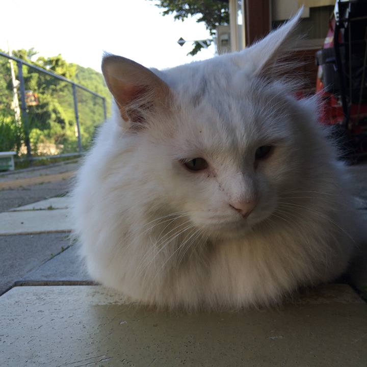 4e3f4a7f 392d 4fd8 9d56 9182fcc64753