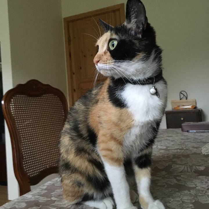 4e3f9854 eef3 417a 8a18 bc3d3dbc41ed