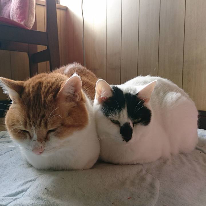 4e4818e0 3917 46ba b361 a663f3367d53