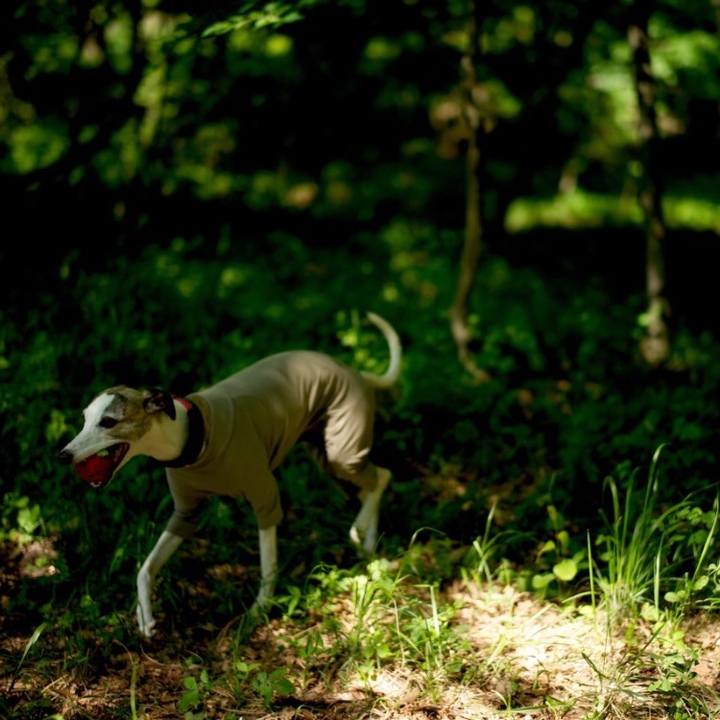 4e4f5227 c9bd 45a7 96c6 ba5a4976f0bd