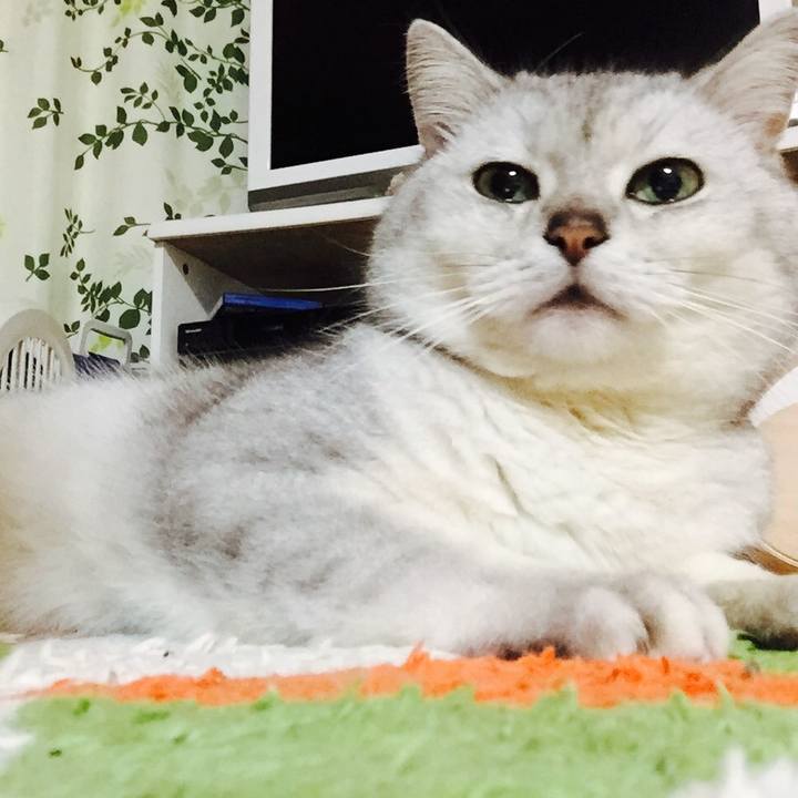 4e557f7a 8be9 463f a9c7 fe4feff22f36