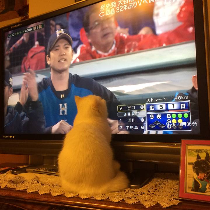 4e56288d 5919 4e3b ad2d f74db3e5083e