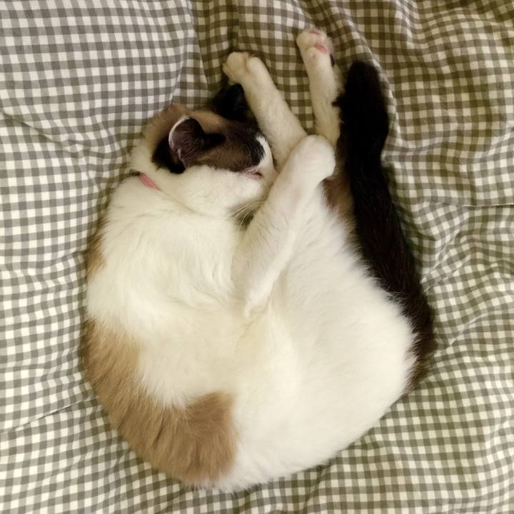 4e5f9211 de75 4e16 bb36 6950f8875208