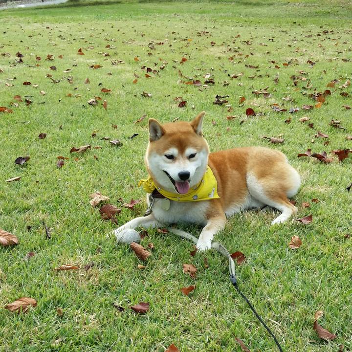 4e62da60 ce4b 4a4c b56c 524918a6354f