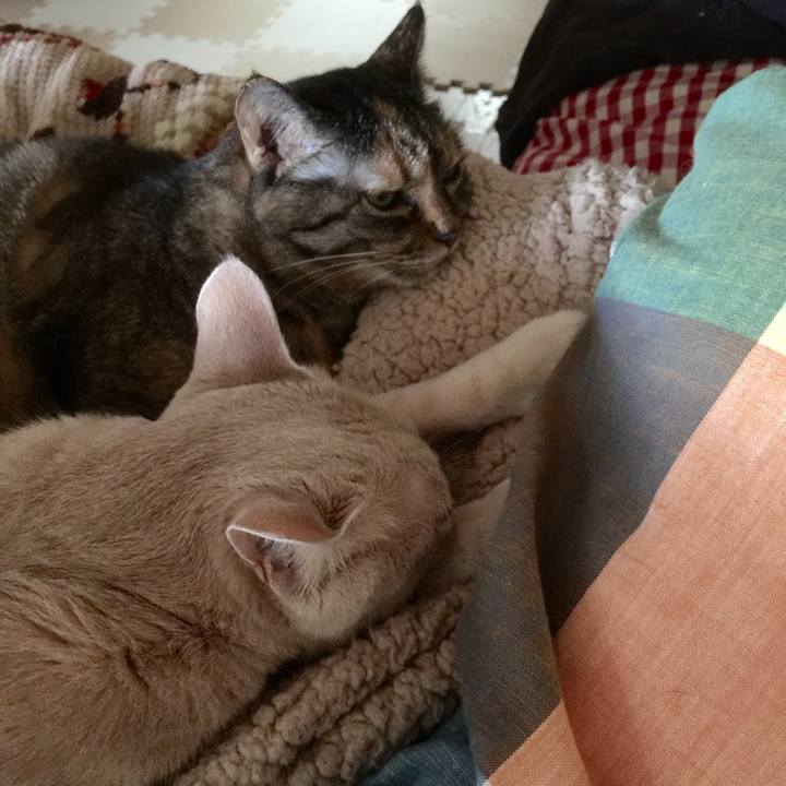 4e65cb06 eb0b 48d4 bd07 61c6dca6168a