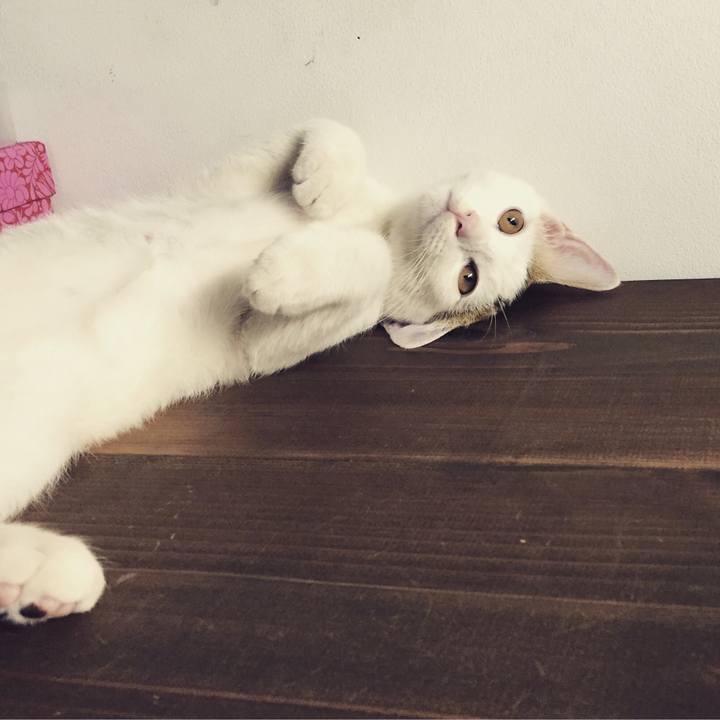 4e696ef0 a3f8 4154 9a52 fad9218541e1