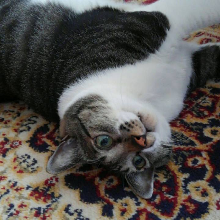 4e69b005 0a96 4a54 b7a6 4d4ffe7ae7fc