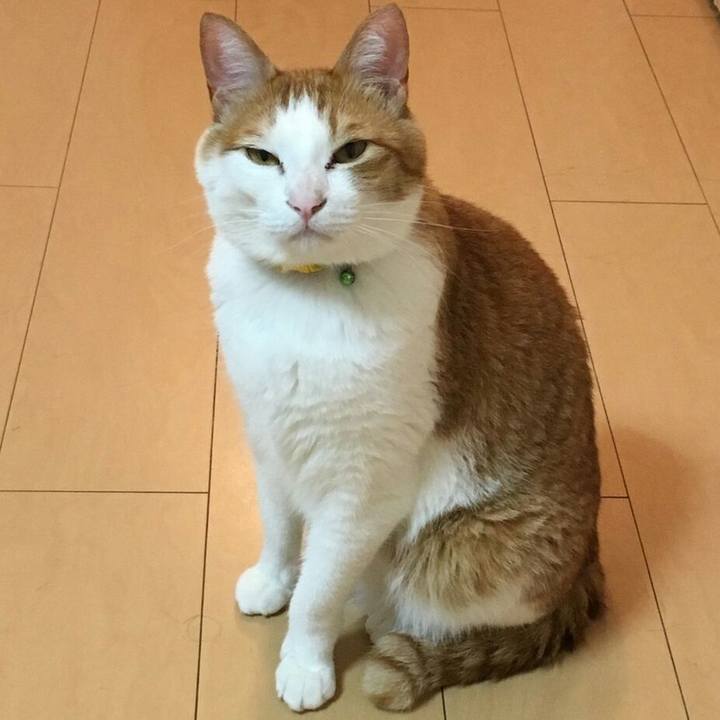 4e725a1e 2278 4b77 ad8f 6052e62b5a3c