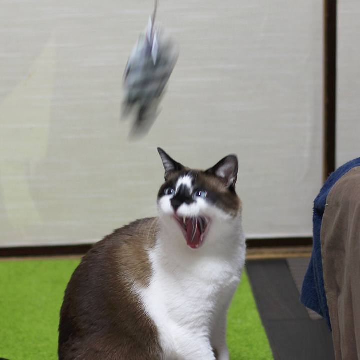 4e76a358 8a90 4c51 baf6 692e052e51bf