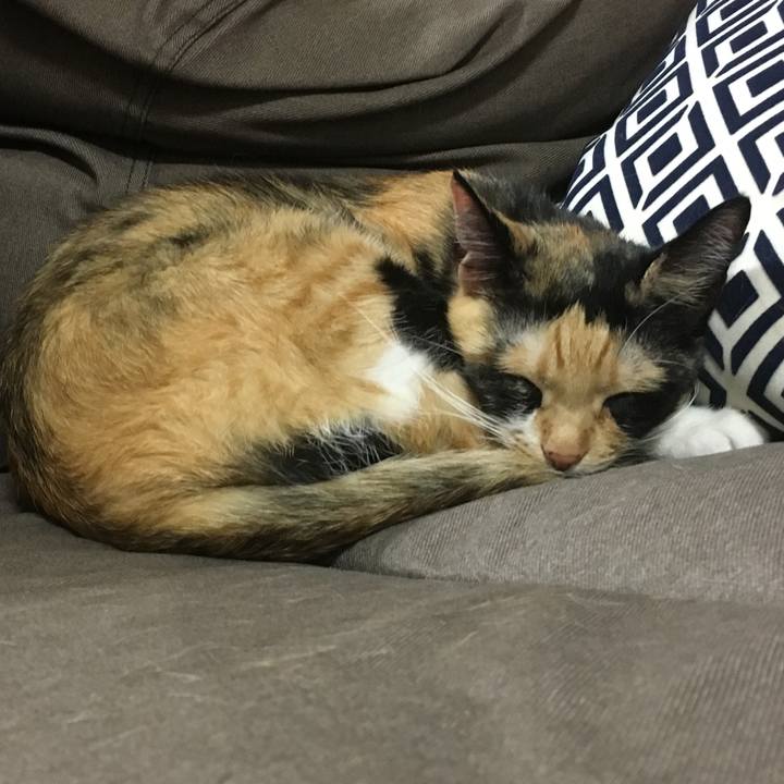 4e785358 ef4b 4181 b75d 20c770486559