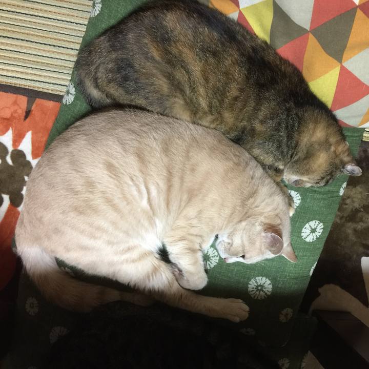 4e7a5ae0 275c 4886 8083 93c7884c44cc