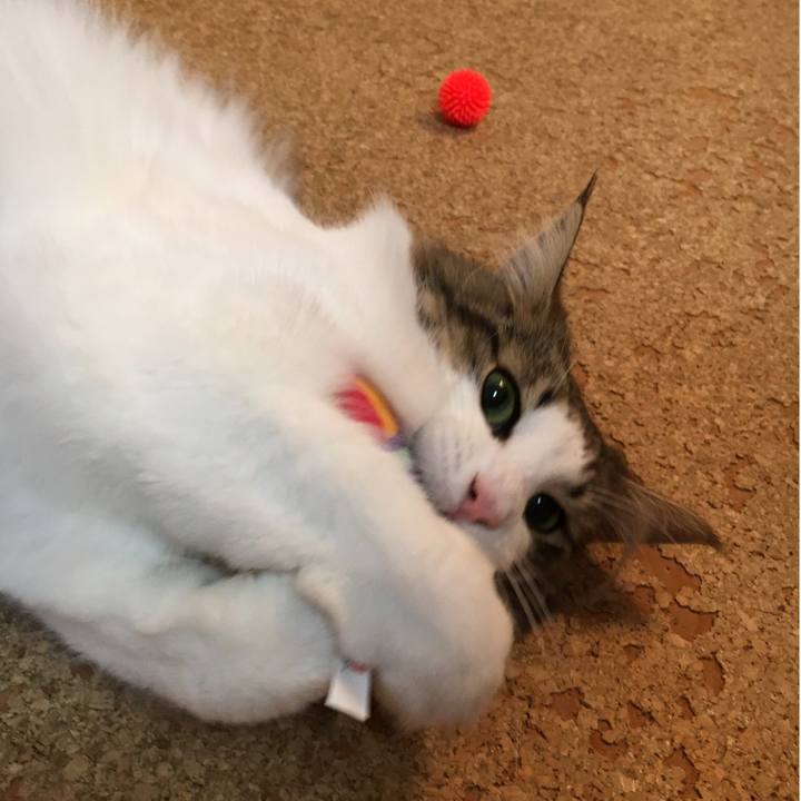 4e7a74c5 1aed 4f81 9521 8e2c075fe5d9