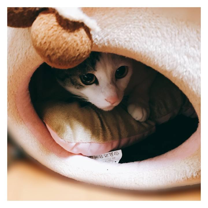 4e7fc61e c776 4e45 88b8 8f7fc3a0b698