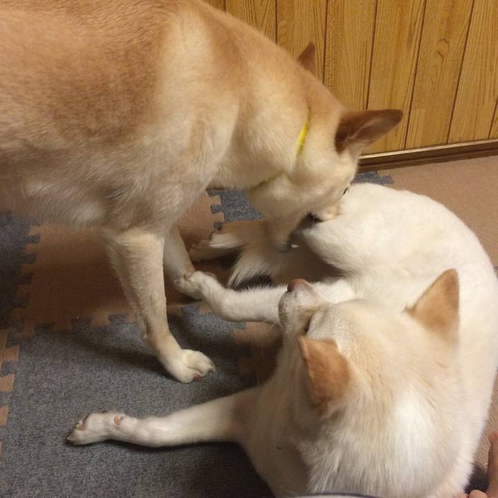 4e8668b9 106a 48c1 80fd 2f3c4e49a3e3