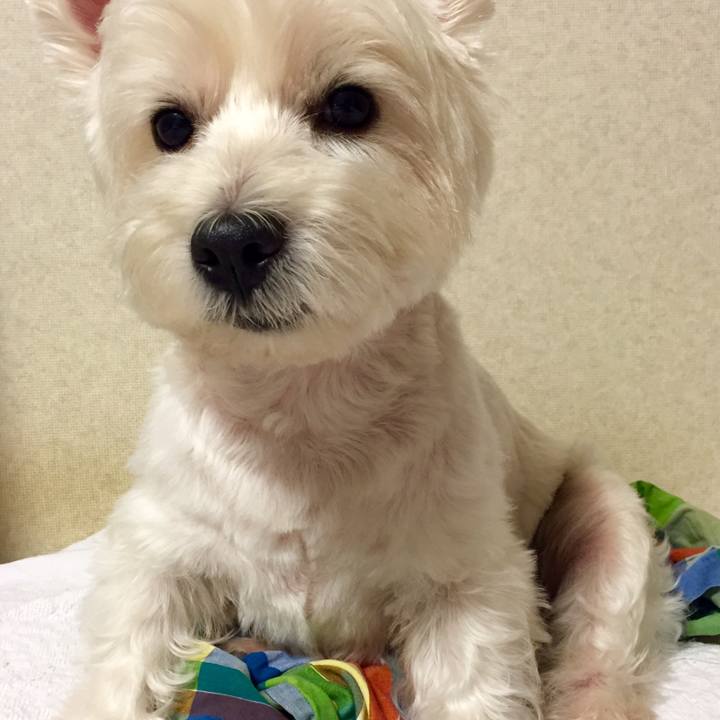 4e990b79 74c4 460b b117 1b68e095ae80