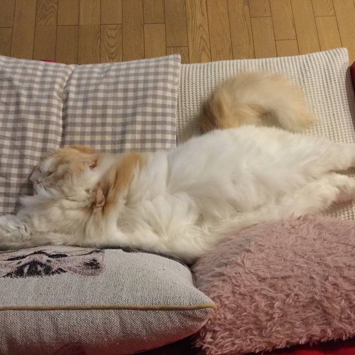 4e9c432f 40dc 4224 ac06 c27bd8881338