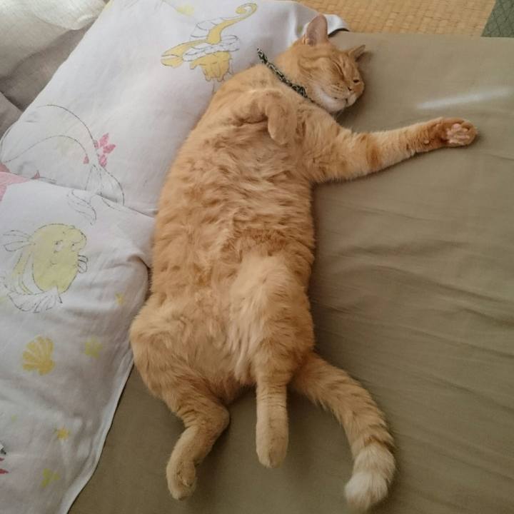 4ea86a2a 3e4d 4814 8290 c065d8f5aec2