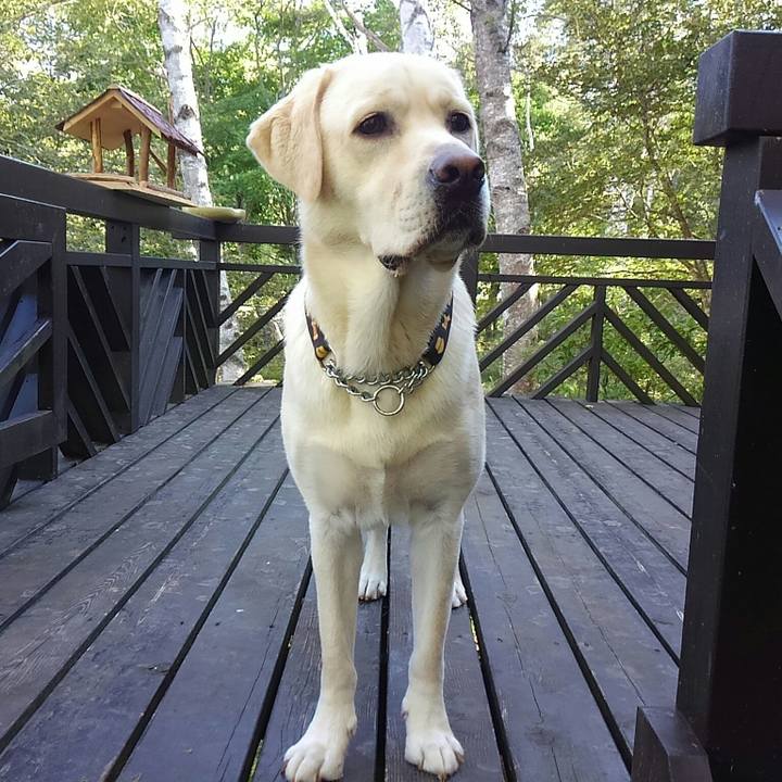 4ea96443 7b2a 4b84 adcd 4c8714742225