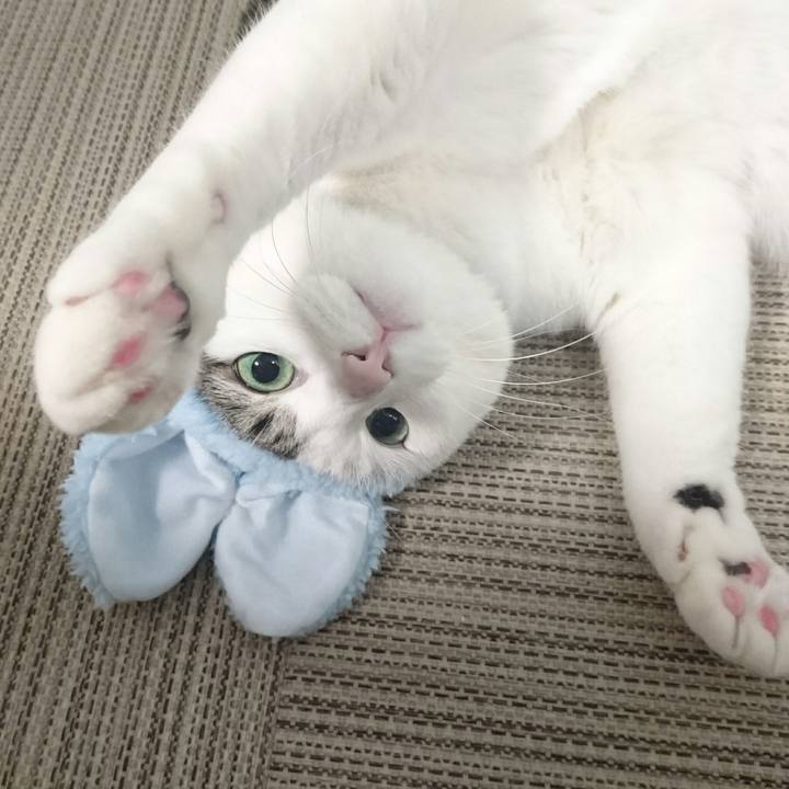 4ebbe565 eafe 4ed6 a7fc 7eb7628759dc