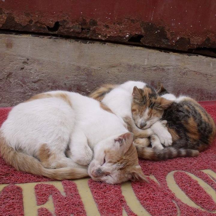 4ec0ea5c 329a 4d0e 803b 11ed67b1d41d