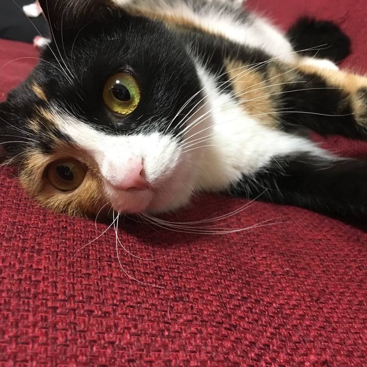 4ec4763b 79f6 489c 97d7 4899c51eb571