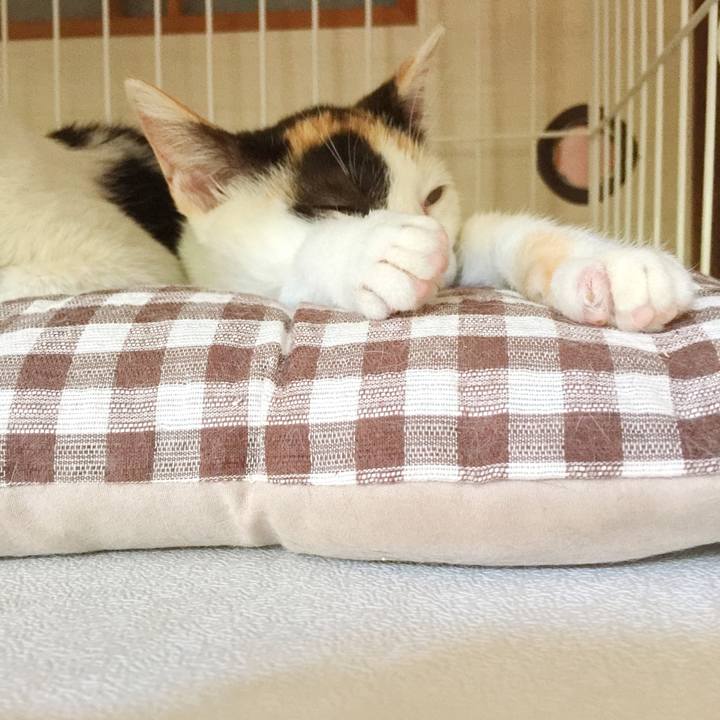 4ecea277 cff5 4c1c bad7 63ad6035dbaa