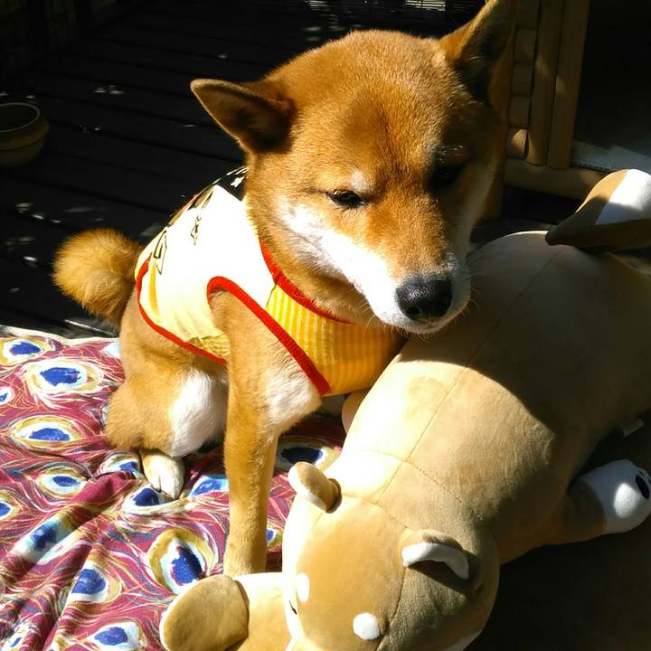 4ed0fa31 e75f 4d69 b2f9 aa8f957481ff