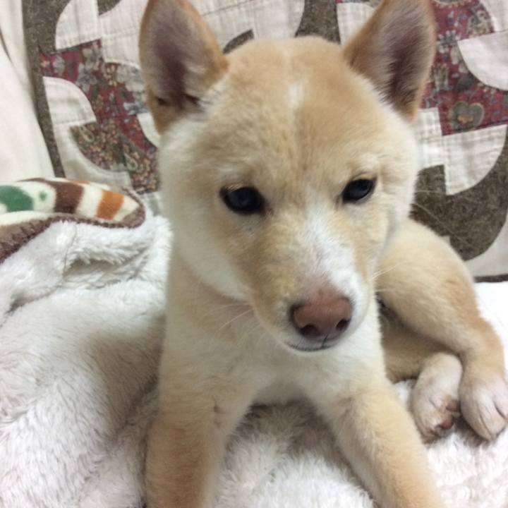 4ed3c2f0 4d4a 4190 9a31 5c5e7ccd0c3f