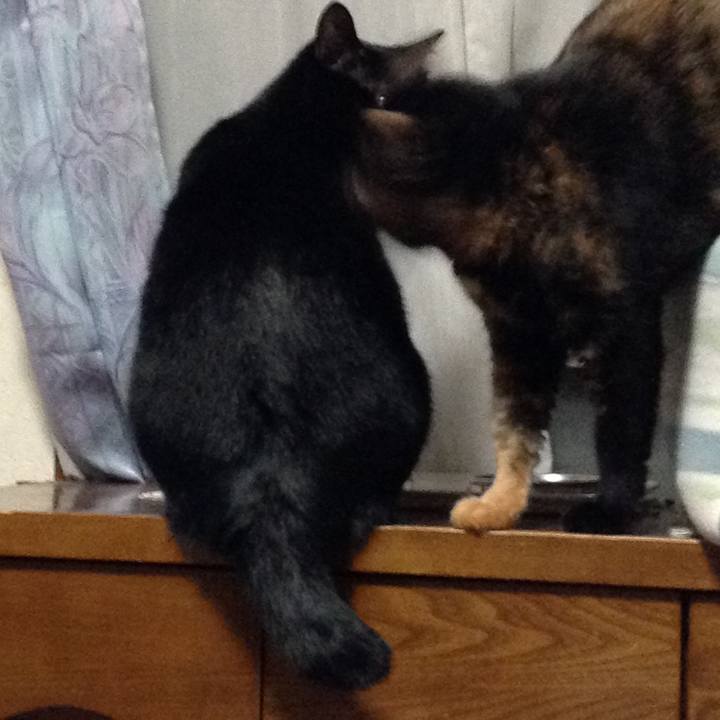 4eda66ba a215 4cca 897d a2437f740e3d