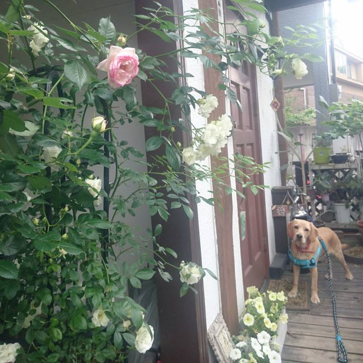 4ee8b74c 4440 4f22 8316 343a0c447ac3