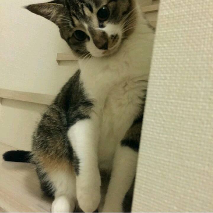 4ee97907 066a 4531 ba91 d4a7038a85c9