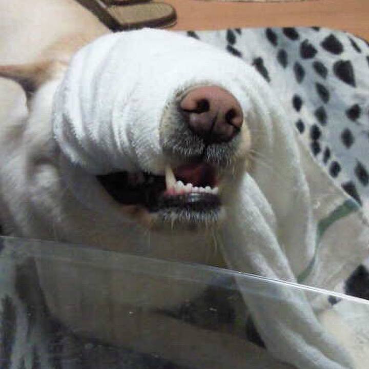 4eed8f88 a622 49e7 837a 7099e81e1c55