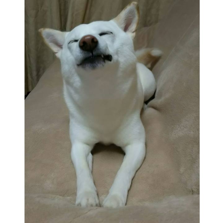 4eedaddc b1da 4981 a1d5 3f03bb93e4ec