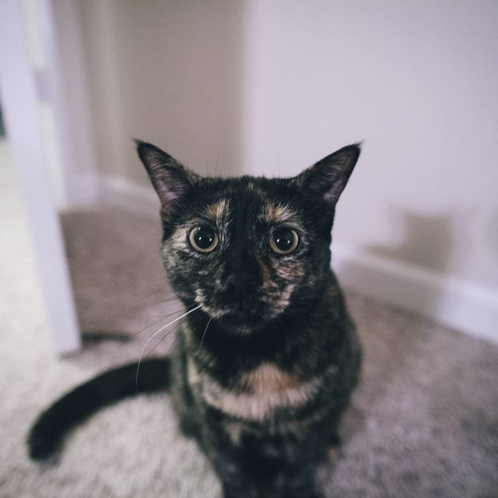 4eee5e1c 3a6c 4476 b901 6269e1944070