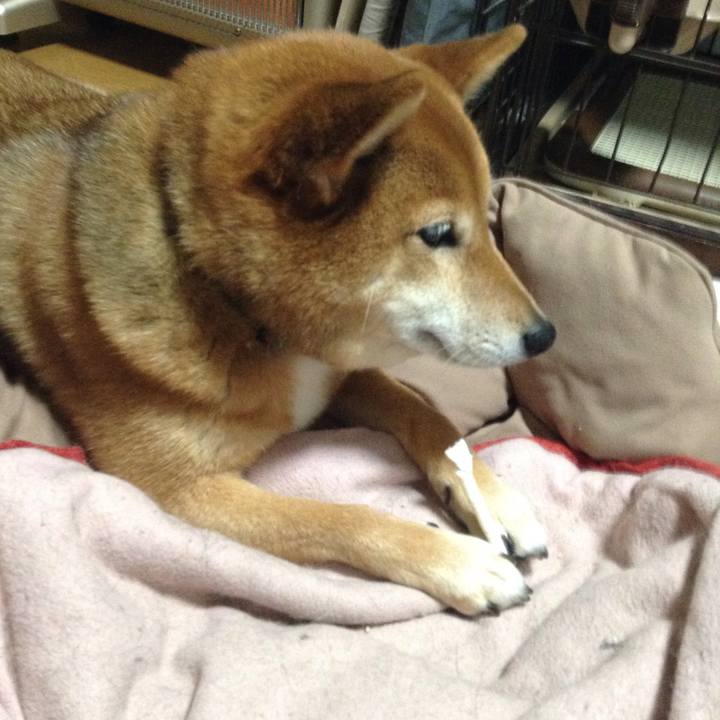 4eef289c 62ab 408d 9367 8a146d4f0500