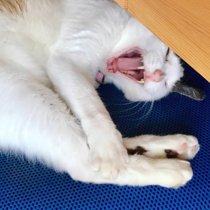 4f03a46c 7a4f 4159 8e90 b4f364c03b4a