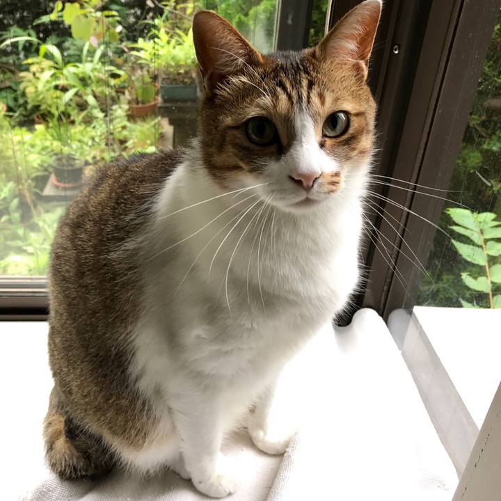 4f03c80c 0ceb 46f2 8807 e5c9a1cce650