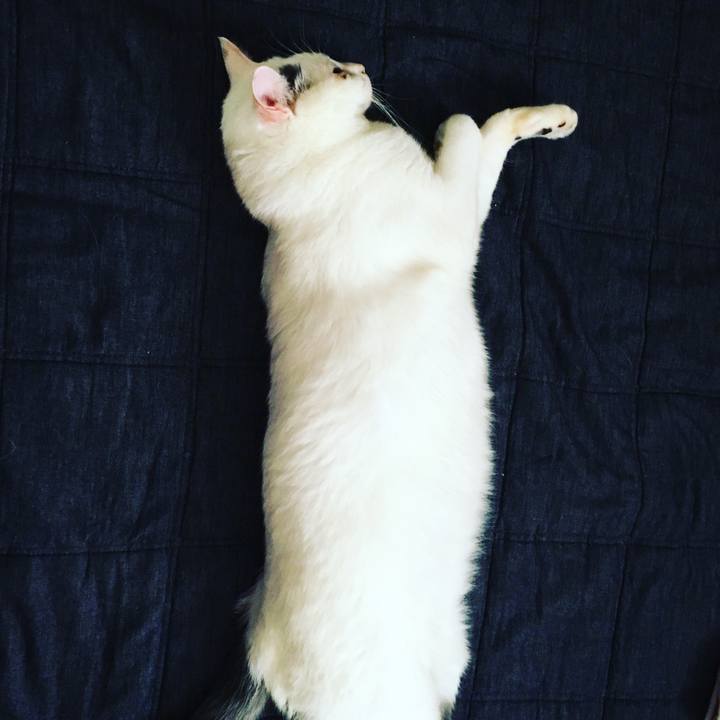 4f0d035f e96c 47bd 82f4 681c02e7565c