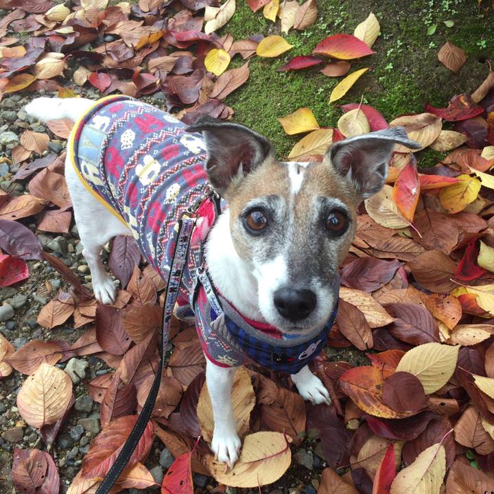 4f0f1812 8a00 47bb 9e4a 8bc40d50981c