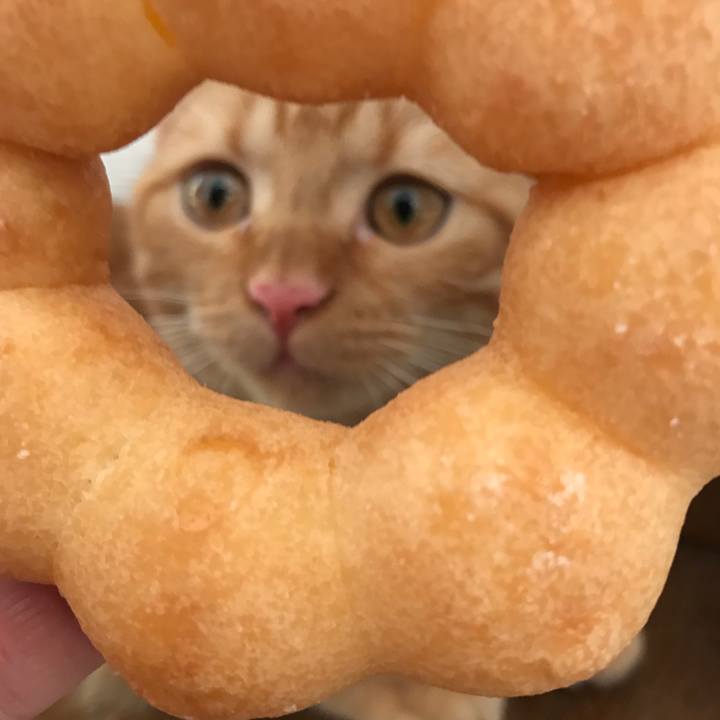 4f1b6fbf 090c 4729 b6f4 35b48385726f