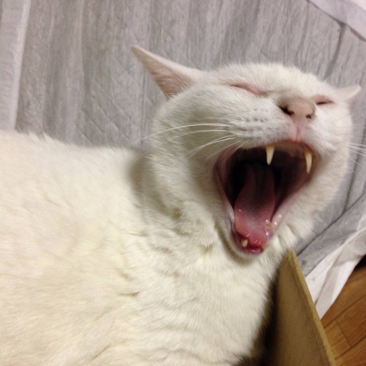 4f1fbda8 a533 4c0c ad63 fc7c510ea324