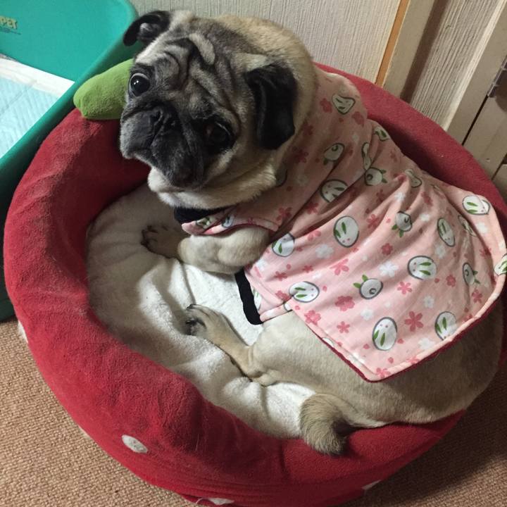 4f22b5dd da83 451c 994f e03402e4858a