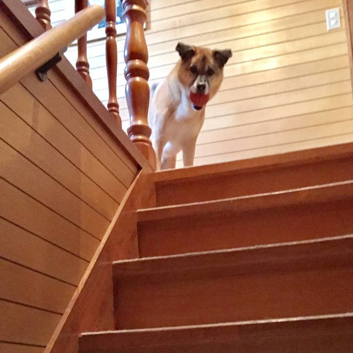 4f2688a9 c294 44cd b900 47ec215fc49b